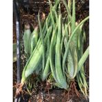 FidanBudur Odunsu 40 cm Çok Büyüyen Aloe Vera Bitkisi Fidanı, Saksısız Köklü, Aloe Vera Plant, Hediyeli