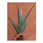 FidanBudur Odunsu Aloe Vera Bitkisi Fidanı, 45 Cm Tıbbi Sarısabır, Köklü, Saksısız, Yavrulu, Aloe Vera Plant