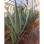 FidanBudur Odunsu Gövde Aloe Vera Bitkisi 60 cm 2 Yaş Anaç Saksısız Köklü Yavru Aloe Vera Plant