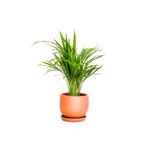 Fidanburada Areka Palmiyesi - Curvy Terra Cotta Saksılı - Areca Dypsis Lutescens-ithal 30-40 Cm