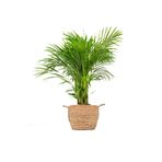 Fidanburada Areka Palmiyesi Large (DYPSİS LUTESCENS) Boho Hasır Saksılı