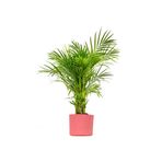 Fidanburada Areka Palmiyesi Large - Ruby Pembe Saksılı Dypsis Lutescens