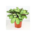 Fidanburada Calathea Ctenanthe - Burle Marxii 'amagris' 30-40 Cm
