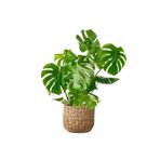 Fidanburada Deve Tabanı Large (Monstera Deliciosa) Basic Hasır Saksılı