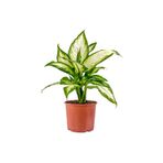 Fidanburada Difenbahya Bitkisi (Dieffenbachia Camilla) 30-40 Cm