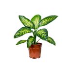 Fidanburada Difenbahya (Dieffenbachia Tropic Snow)