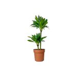 Fidanburada Dracaena Compacta 2 Gövdeli 60-80cm