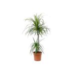 Fidanburada Dracaena Marginata 2 Gövdeli 100-120cm