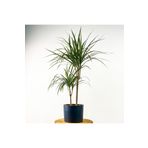 Fidanburada Dracaena Marginata 2 Gövdeli Ruby Antrasit Saksılı 100-120cm