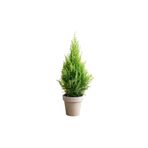 Fidanburada Limon Servi (Cupressus Macrocarpa Goldcrest) 6'lı Set