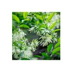 Fidanburada Melisa - Parfüm Çiçeği (cestrum Nocturnum)