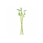 Fidanburada Şans Bambusu (DRACAENA LUCKY BAMBOO) 3'lü 90 Cm