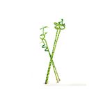 Fidanburada Şans Bambusu Seti - Dracaena Lucky Bamboo Büyük