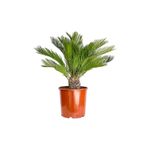 Fidanburada SİKAS - Cycas Revoluta - Japon Sago Palmiyesi - Gövde Boyu 10-15 cm