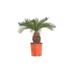 Fidanburada Sikas - Cycas Revoluta - Japon Sago Palmiyesi - Gövde Boyu 20-25 Cm