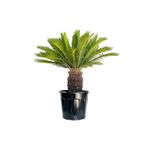 Fidanburada Sikas - Cycas Revoluta - Japon Sago Palmiyesi - Gövde Boyu 25-30 Cm