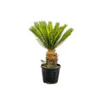 Fidanburada Sikas - Cycas Revoluta - Japon Sago Palmiyesi - Gövde Boyu 30-35 Cm