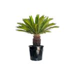 Fidanburada Sikas - Cycas Revoluta - Japon Sago Palmiyesi - Gövde Boyu 40-50 Cm