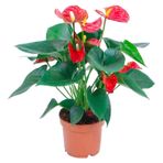 Fidanci Anthurium Red Winner- Kırmızı Renk Antoryum