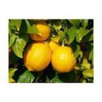 Fidancıyız 3 Yaşlı Şeker Tatlı Limon Fidanı