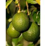 Fidancıyız Avokado Fidanı Hass, 50-60 Cm, Tüplü