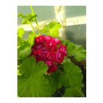 fidanciyiz Bulgarian Bordo Gül Sardunya{boy 15 Ila 20cm Cicek Li}