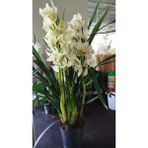 Fidancıyız Cymbidium Orkide Sarı Renkli