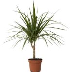 Fidancıyız Dracena Marginata Bitkisi - Madagaskar Dragon Ağacı 50-60 cm