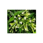 fidanciyiz Gece Sefası Limon Çiçeği Melisa (torbalı) Gece Sefası Limon Çiçeği Melisa (torbalı)