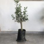 Fidancıyız Gemlik Zeytin Fidanı 2 Yaş 50 Ila 60 cm Boy Torbalı Ürün Hobi Amaçlı Dikim İçin Uygun