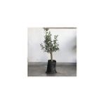 Fidancıyız Gemlik Zeytin Fidanı 2yaş 50 Ila 60 Cm Boy