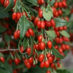 Fidancıyız Goji Berry (Kurt Üzümü) Fidanı