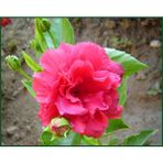 Fidancıyız Katmerli Japon Gülü Fidanı, Pembe, Saksılı(Boy 70CM Ile 1m)