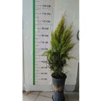 fidanciyiz Limon Kokulu Limoni Servi Fidanı saksılı 70cm ile 120cm (Limoni Servi Çam Ağacı)