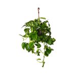 Fidanistanbul 2-3 Yaş Epipremnum aureum Pothos Sarmaşığı Askılı Saksıda
