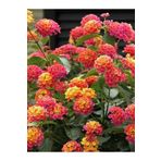 fidanistanbul Ağaç Minesi Lantana camara 20 cm