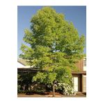 fidanistanbul Amerikan Dişbudak Ağacı Fraxinus americana Autumn Applause 60 80 cm