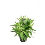 Fidanistanbul Aşkın Gözyaşı Çiçeği 20 40 cm Saksıda Kalanchoe Daigramemontiana - 1 Adet