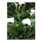 fidanistanbul Bahçe Galası Çiçeği Zantedeschia aethiopica, Promosyon Saksıda