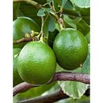 Fidanistanbul Bergamot Fidanı Citrus Aurantium Bergamia 120 cm Saksıda - 1 Adet