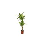fidanistanbul Dracaena fragrans Massengena Tekli 80 100 cm Saksıda