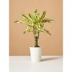 Fidanistanbul Dracaena Fragransmassengena 20 30 cm Saksıda - 1 Adet