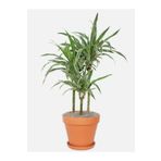 fidanistanbul Dracena Marginata Tricolor 80 100 cm Saksıda