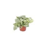 Fidanistanbul Fitonya Çiçeği Fittonia Argyroneura 5 10 cm Saksıda