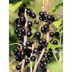 Fidanistanbul Frenk Üzümü Fidanı Siyah Ribes Nigramum Rosenthals Langtraubige 3 4 Yaş 80 100 cm - 1 Adet