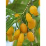 Fidanistanbul Goji Berry Fidanı Kurt Üzümü Sarı Amber Sweet Saksıda - 1 Adet