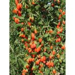 Fidanistanbul Goji Berry Fidanı Kurt Üzümü Turuncu Orange Saksıda - 1 Adet