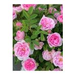 Fidanistanbul Gül Fidanı Okka Isparta Gülü Rosa Centifolia 30 - 40 cm Saksıda