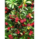 Fidanistanbul Kocayemiş Fidanı Dağ Çileği Arbutus Unedo 60 80 cm 3 4 Yaş Saksıda - 1 Adet