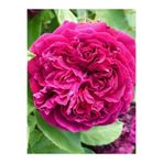 fidanistanbul Kokulu Gül Fidanı Rosa centifolia 20 cm
